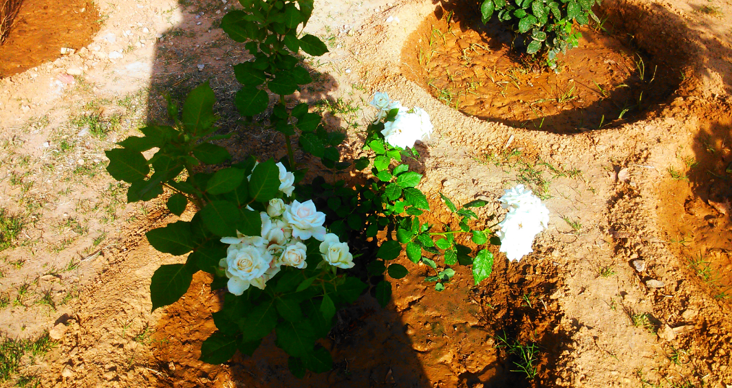 包含玫瑰(红色和黄色)图片的数据集