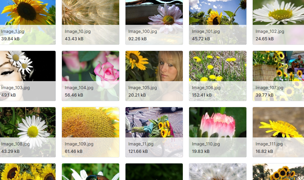 包含5种花的花卉数据集