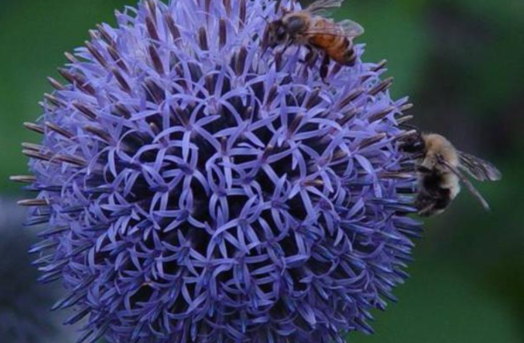 102种花卉图片数据集