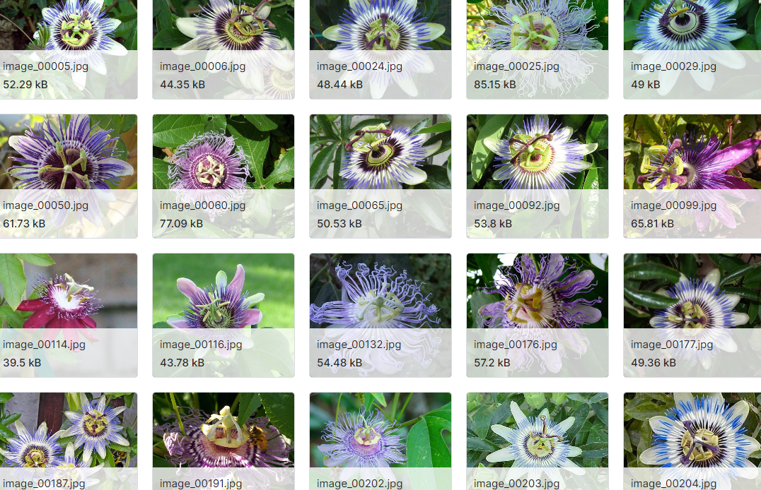 102种花卉数据集