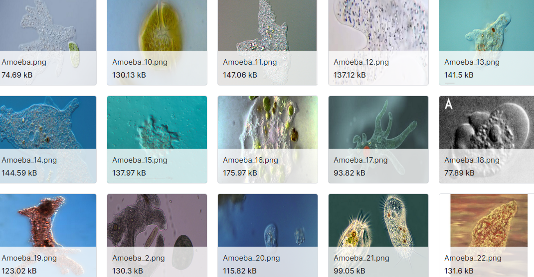 微生物预处理图像数据集