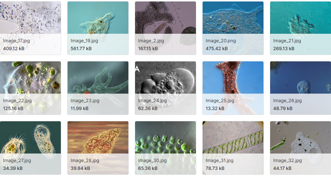 像阿米巴,草履虫,细菌,水螅等微生物的图像数据集