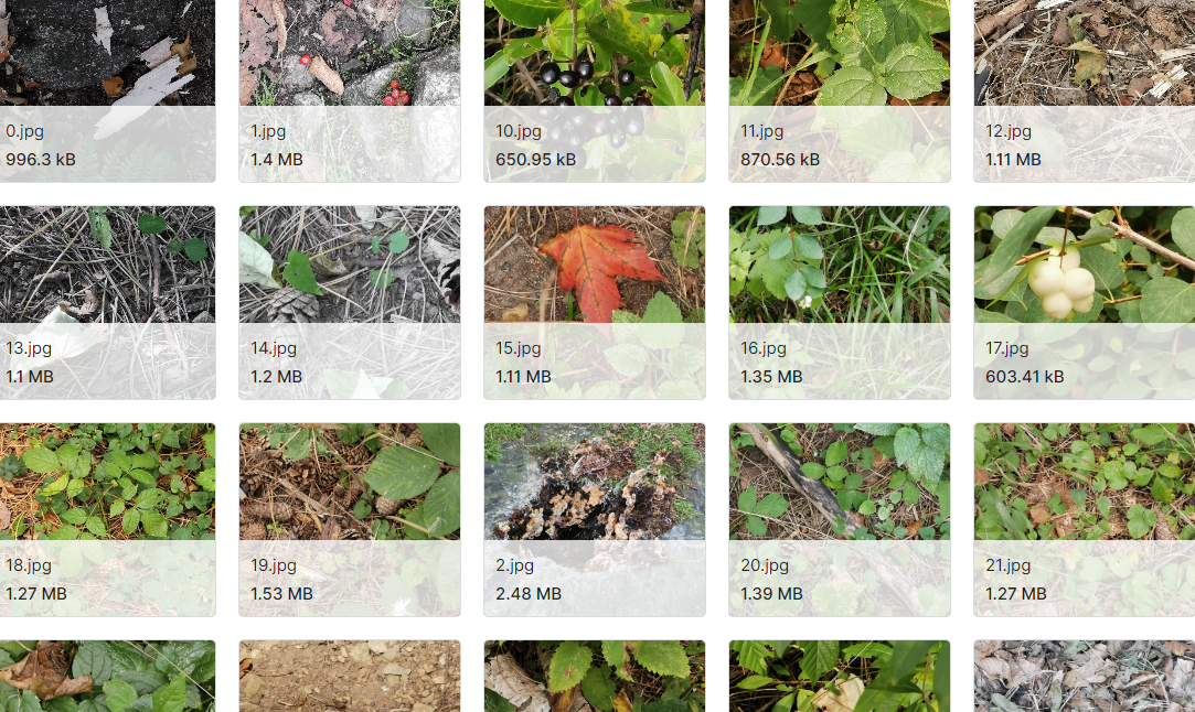 森林地面上的垃圾数据集