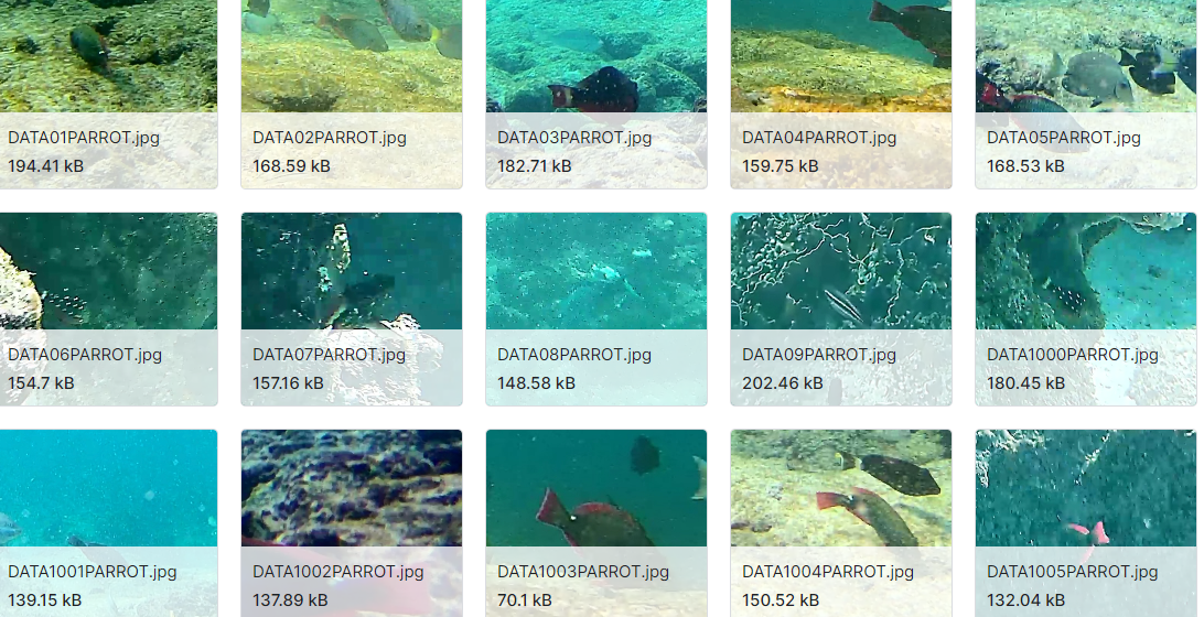 加勒比海周围水域的鹦鹉鱼图像数据集