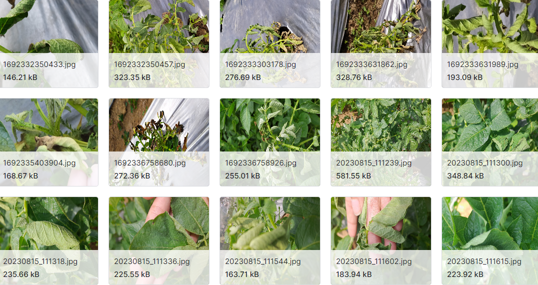 无控制环境下马铃薯叶部病害数据集