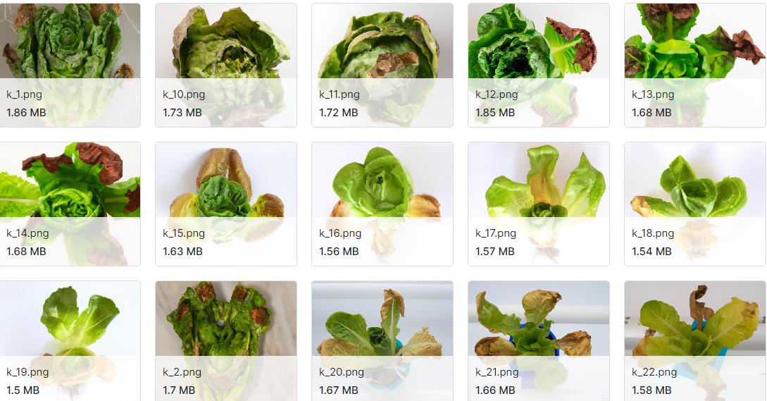 水培蒿营数据集