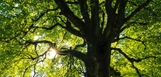 来自63个美国城市的500万棵城市树的数据集