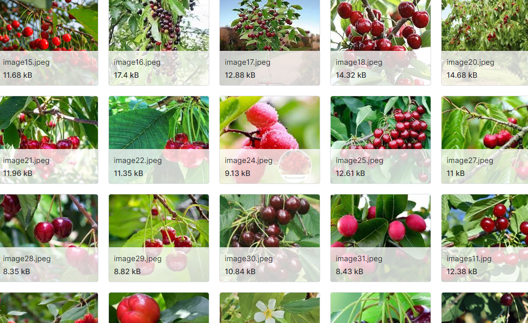 30种农产品玉米、水稻 (稻谷)、甘等作物图像数据集