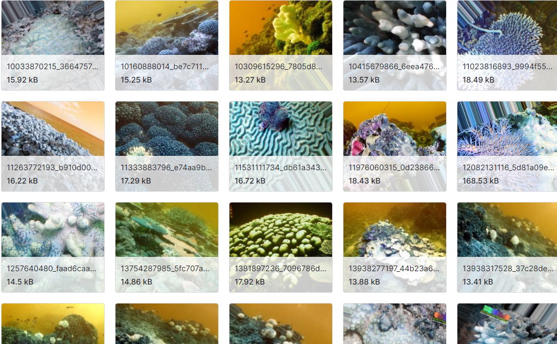 珊瑚二元分类的结构良好的数据集