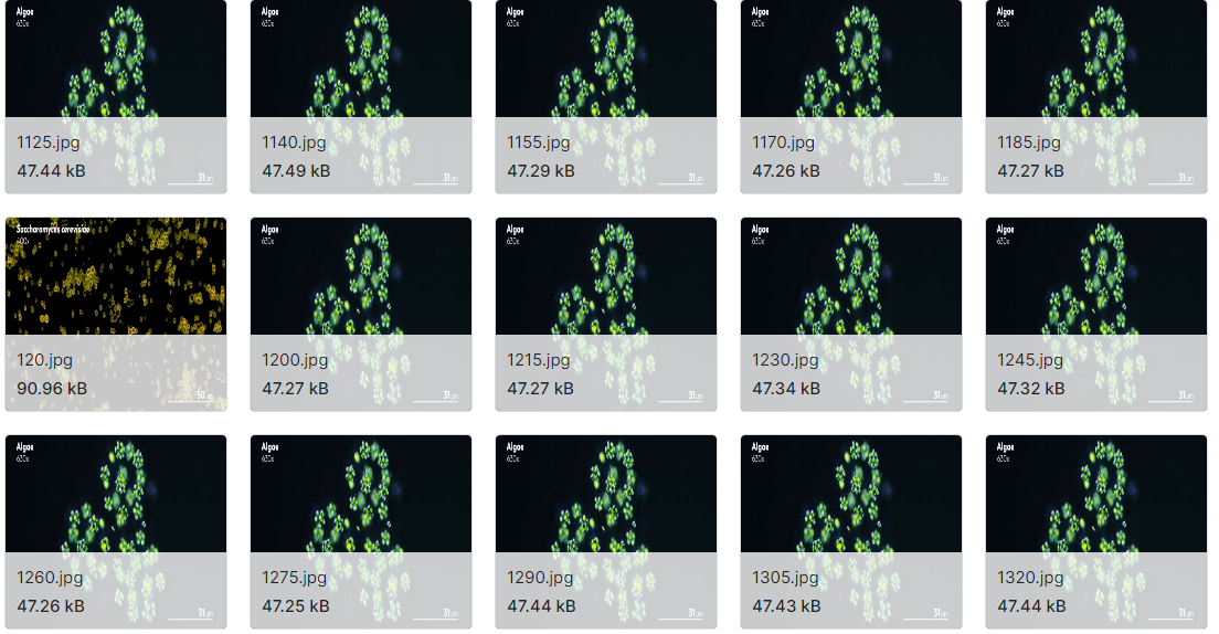 水母、微生物和藻类的图片数据集