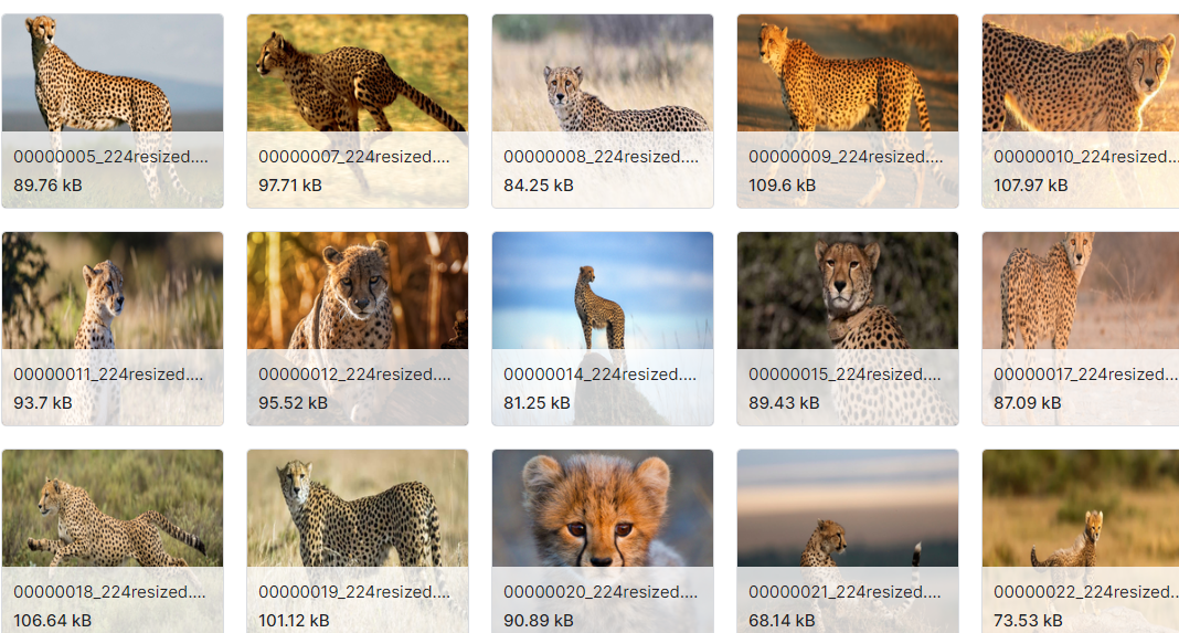 包含野生动物图像的数据集