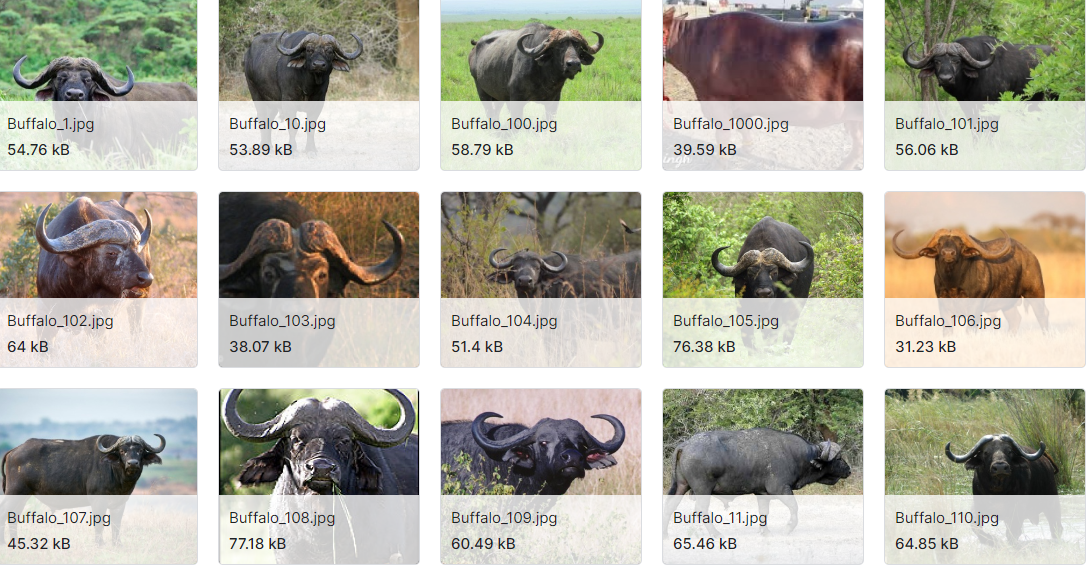 动物图片数据集