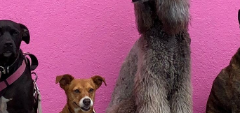 超过20,000张120种犬种的图片数据集