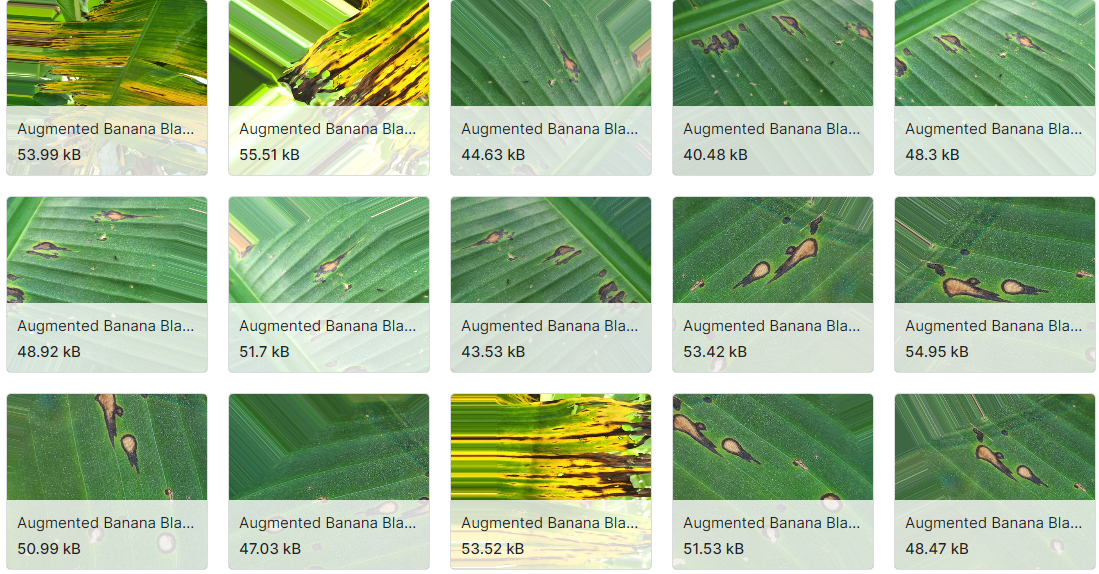香蕉病害识别图片数据集