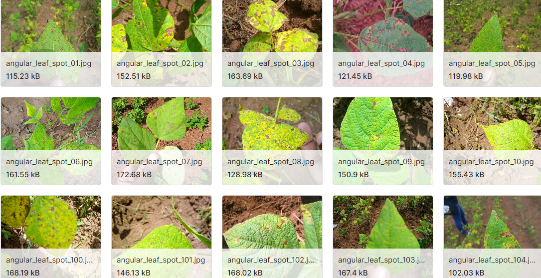 豆类病害图片分类数据集