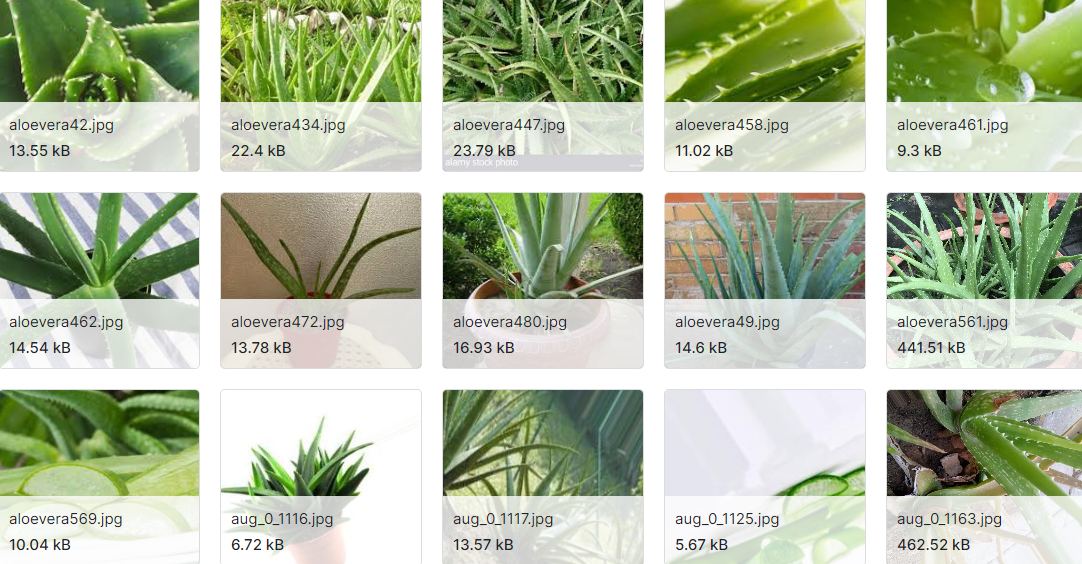 植物类型图片数据集