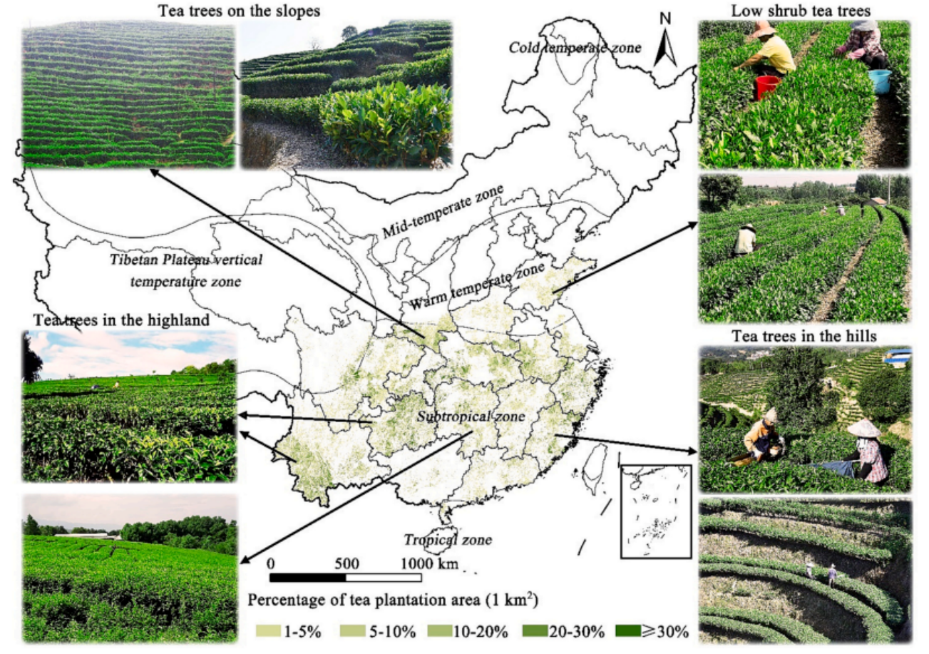 2022中国首个10m国家茶树数据产品(会员专属数据）
