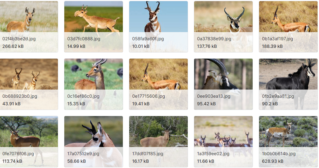 动物图像数据集(90种不同的动物）