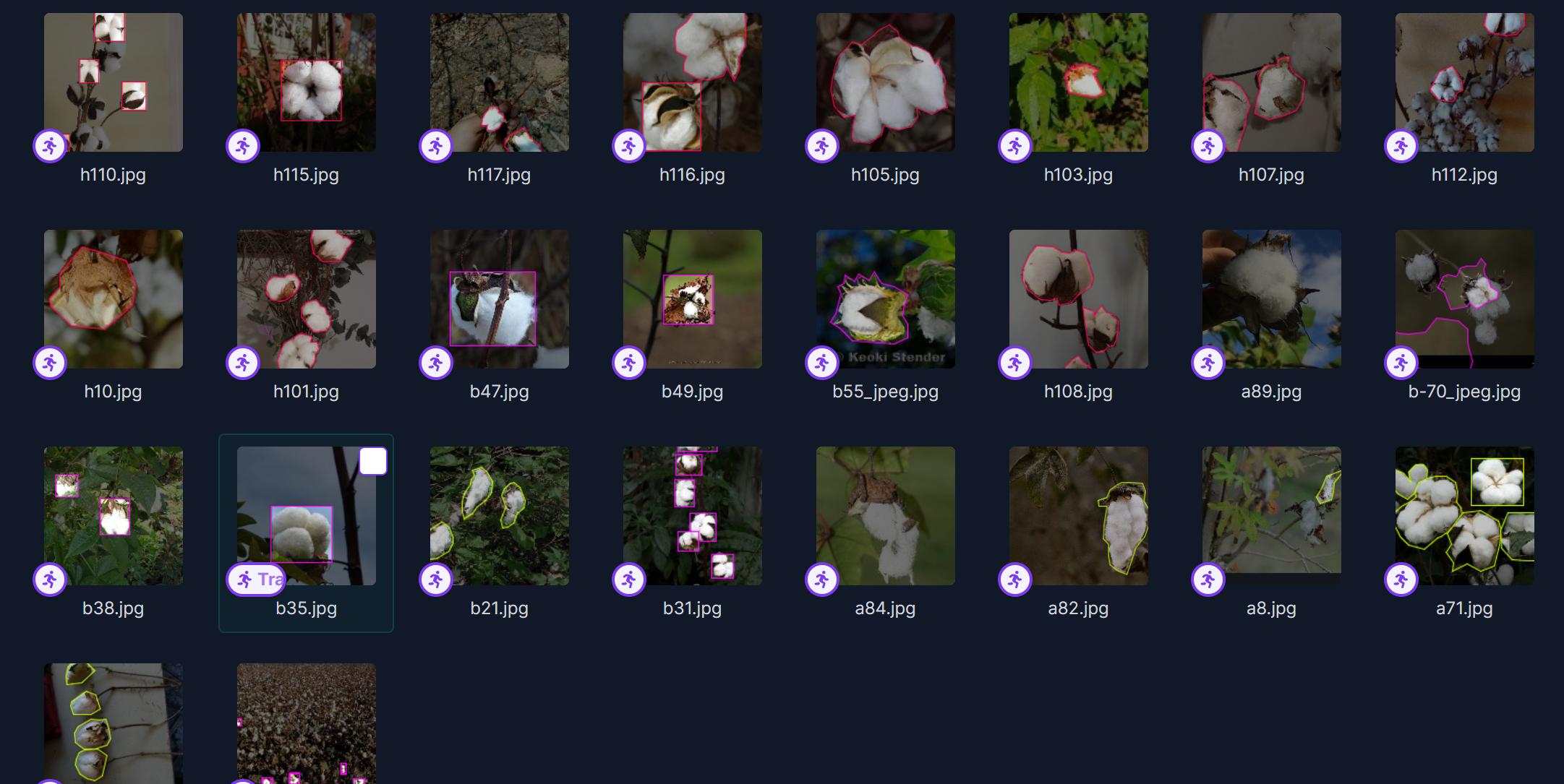 棉花花包识别图像深度学习数据集1