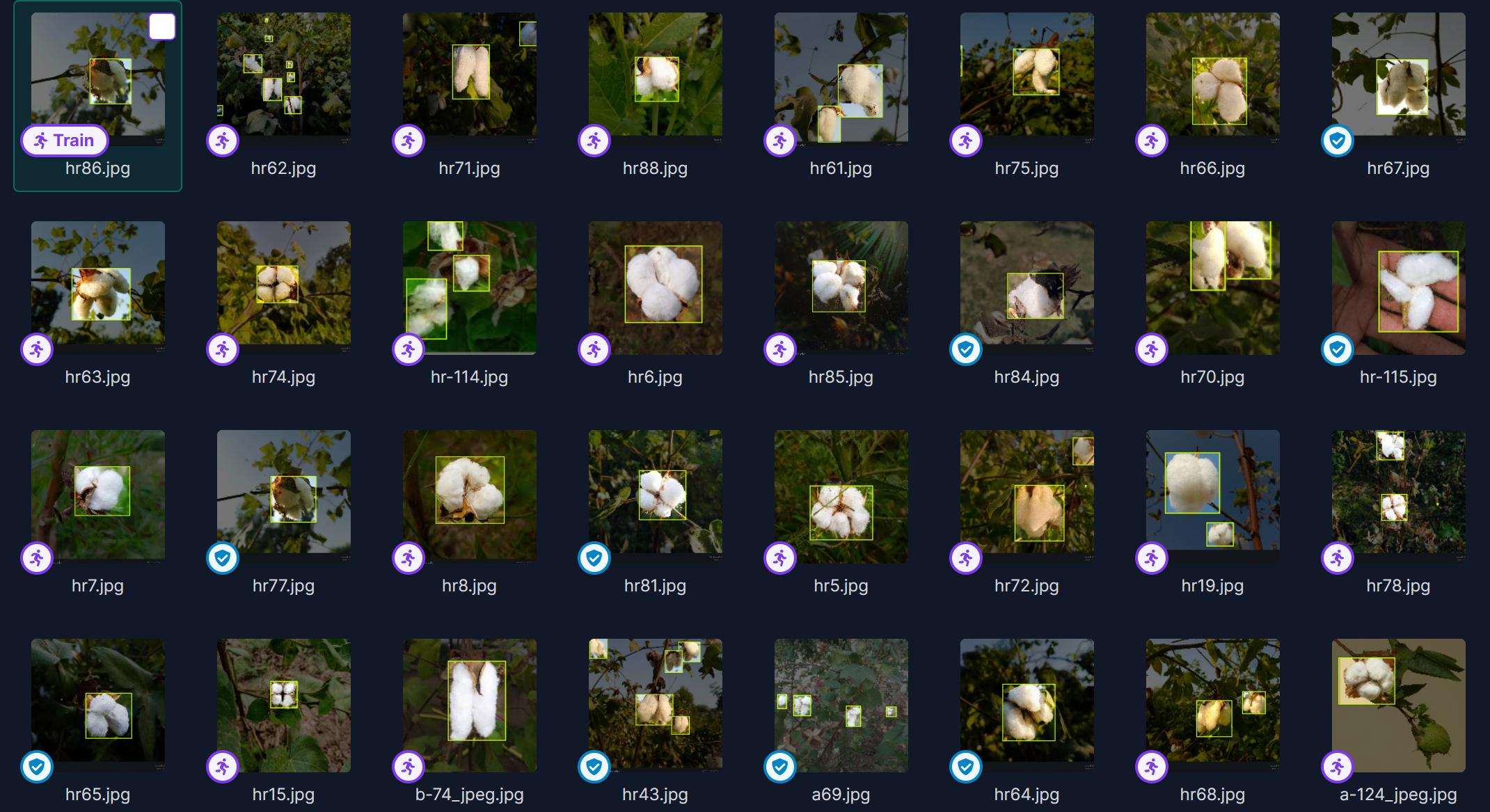 棉花花包识别图像深度学习数据集