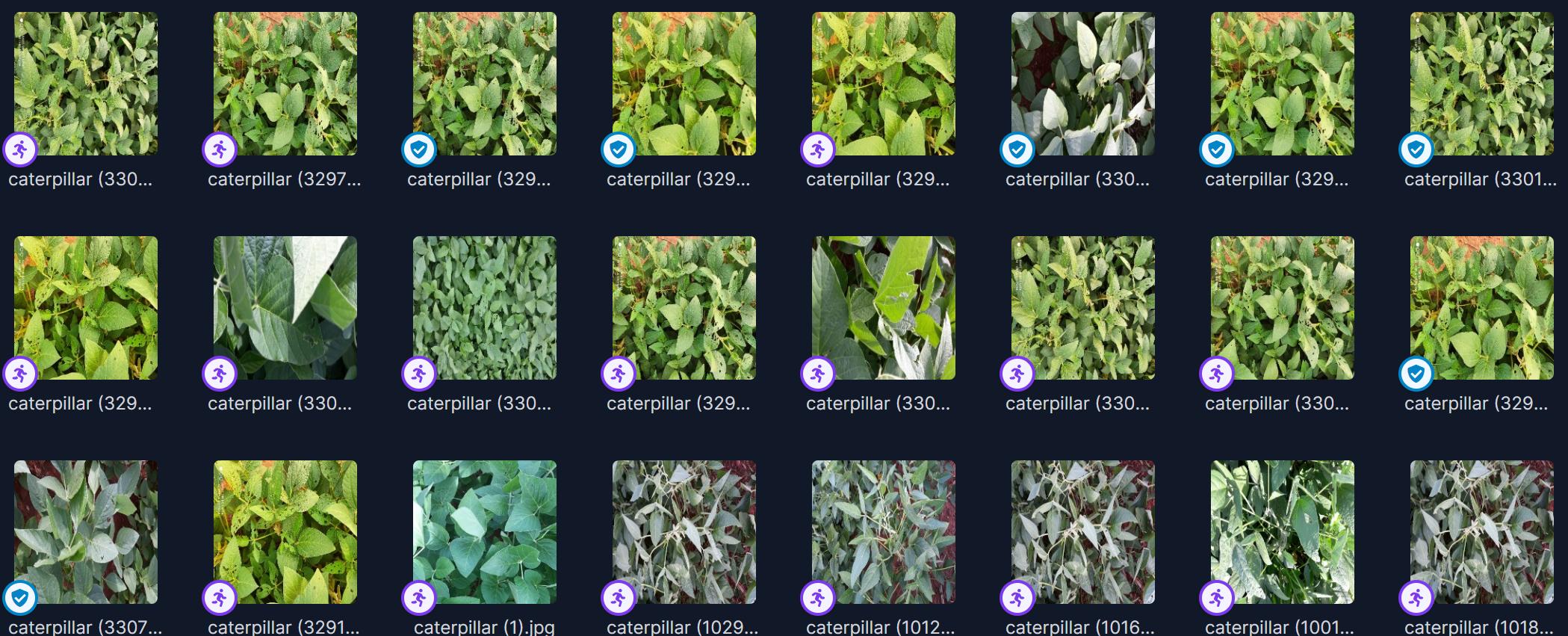 大豆叶片图片数据集1