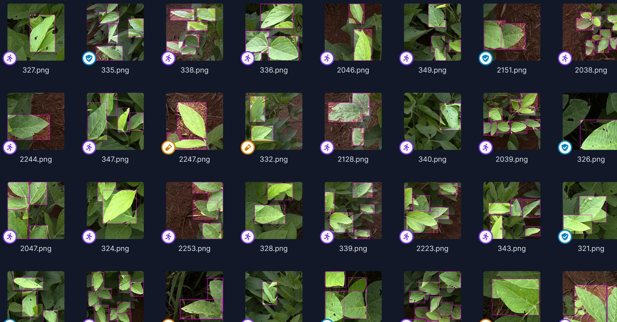 大豆叶片识别图片数据集