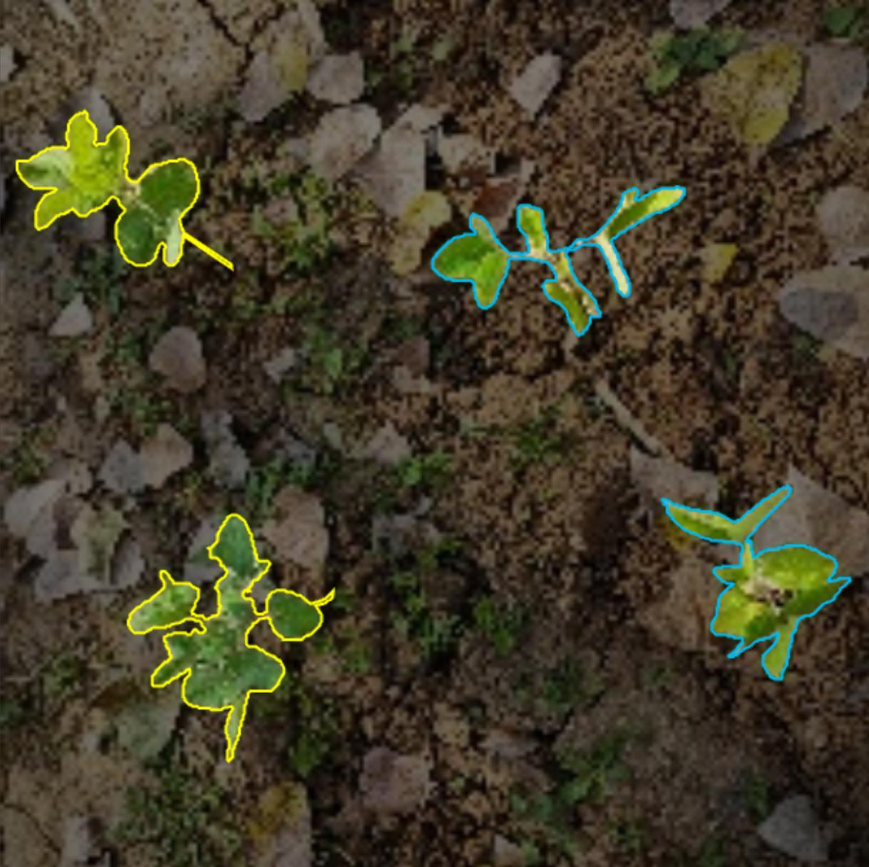 大豆田间分割数据集