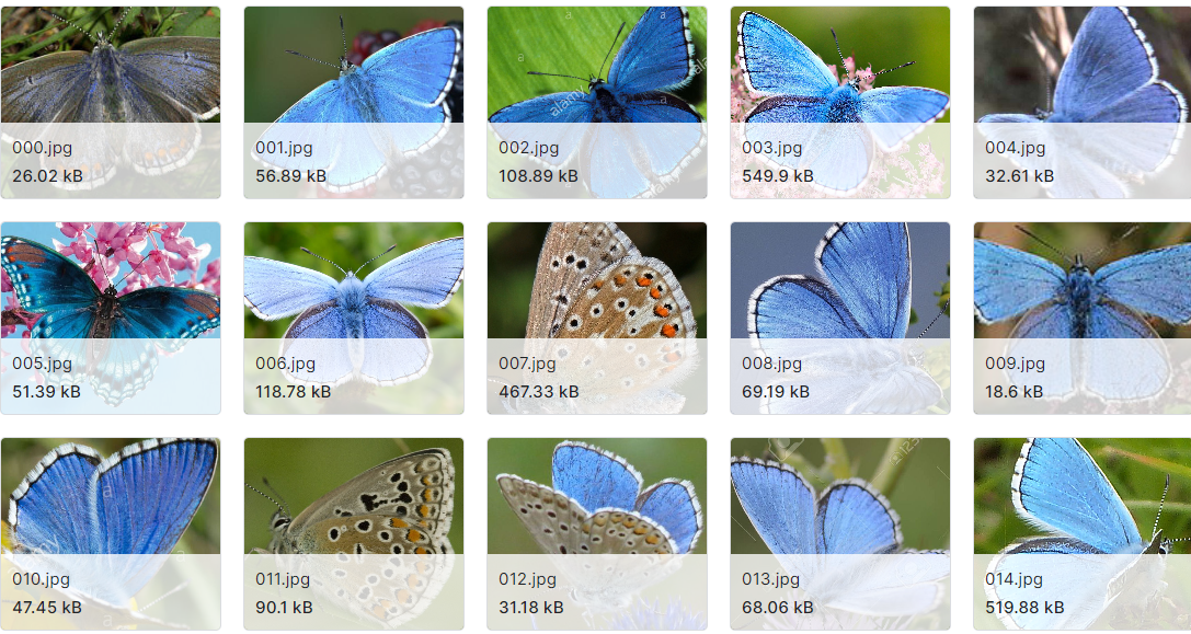 50种蝴蝶分类图片数据集