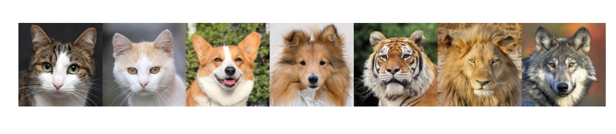 动物图片数据集