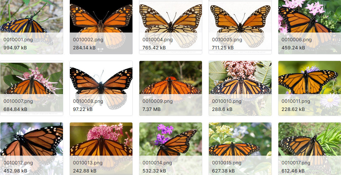 蝴蝶图片数据集