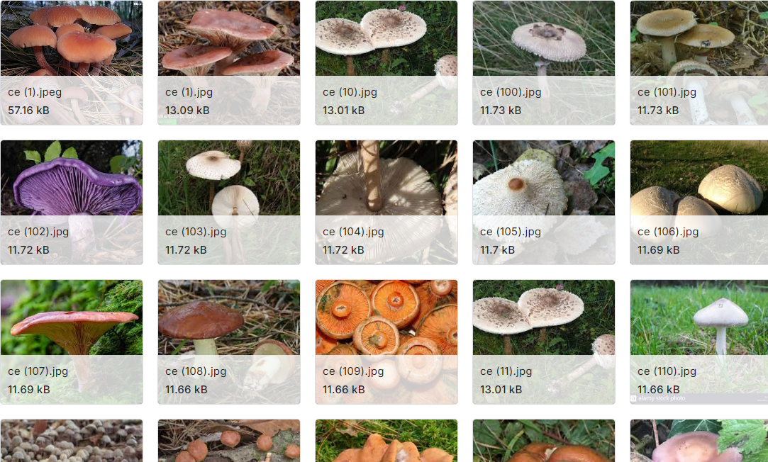 超过3000张可食用和有毒的蘑菇图片数据集