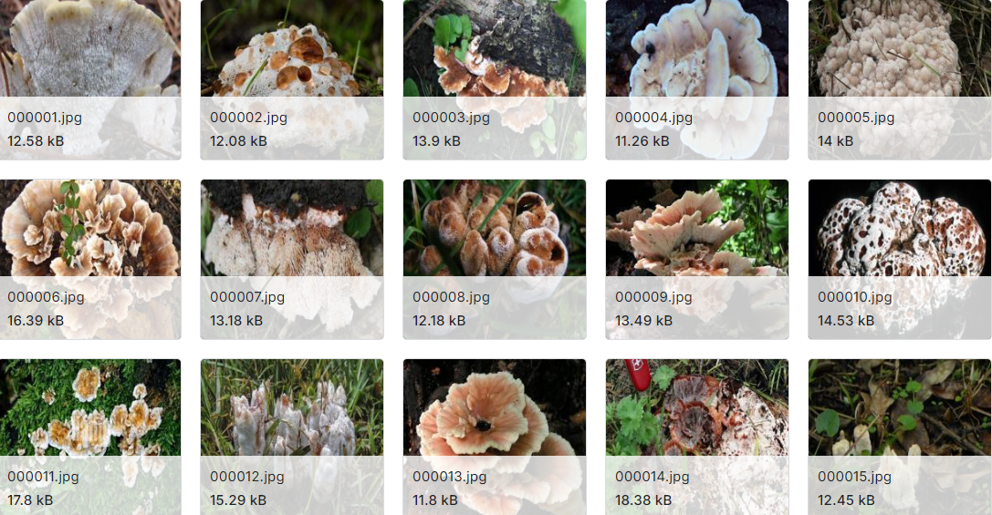 大量的蘑菇图片数据集