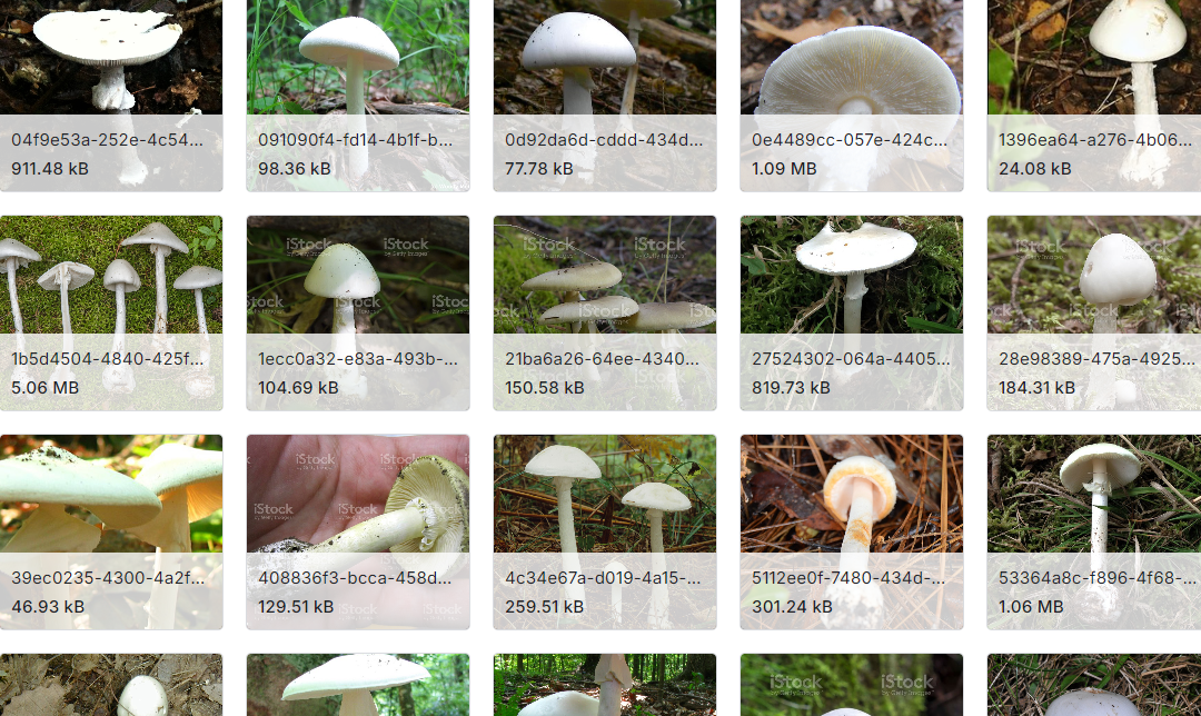 美国东北部蘑菇的JPG图片数据集