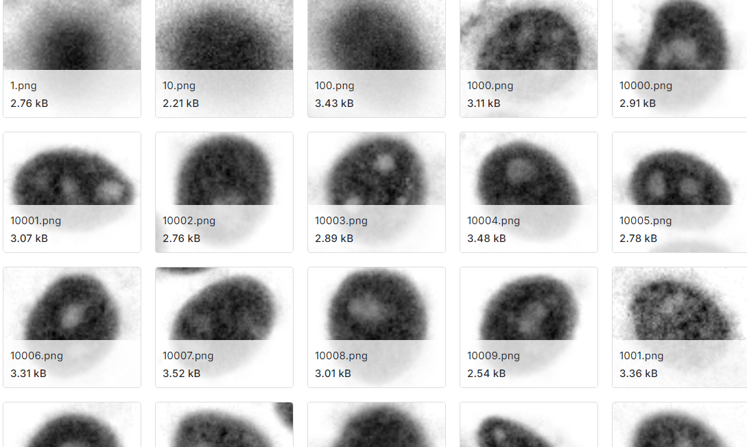 人类上皮细胞图片数据集