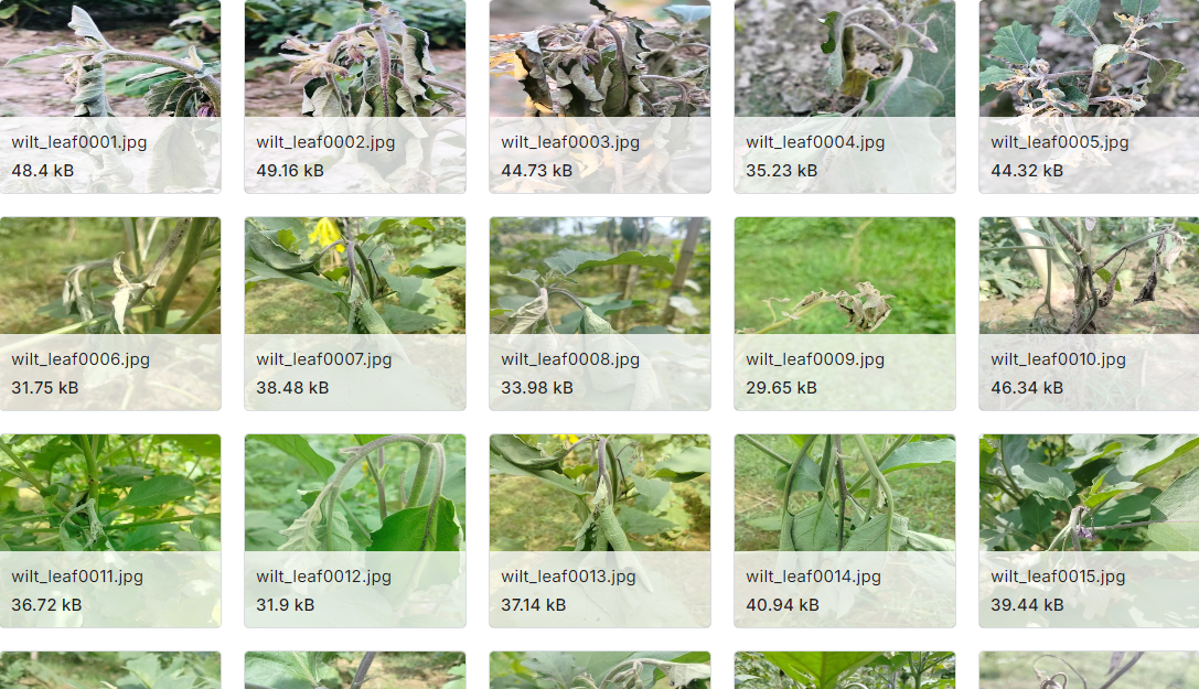 茄子病害识别图像数据集