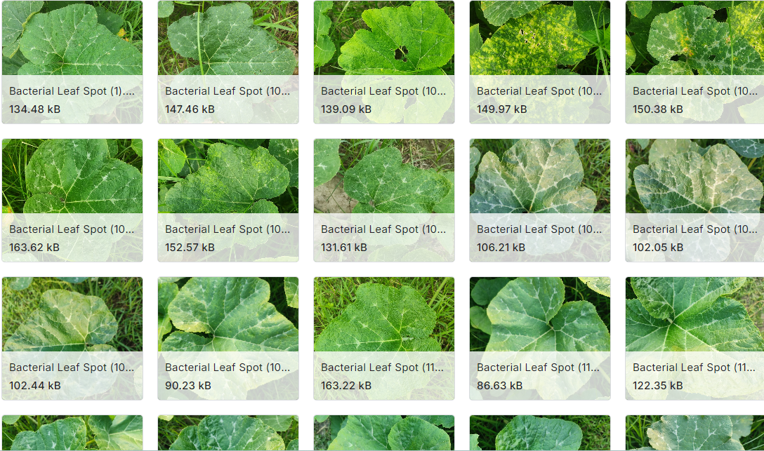 病变和健康南瓜叶片的图像数据集