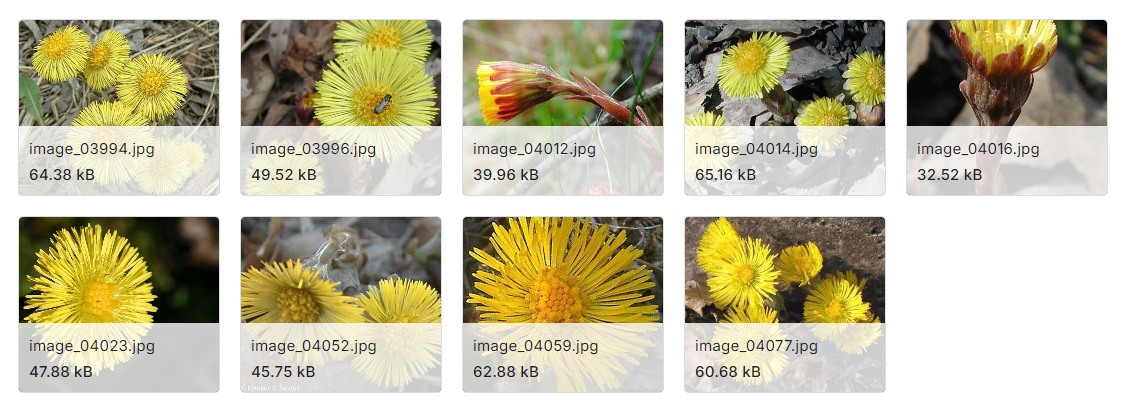 102种花卉分类图像数据集