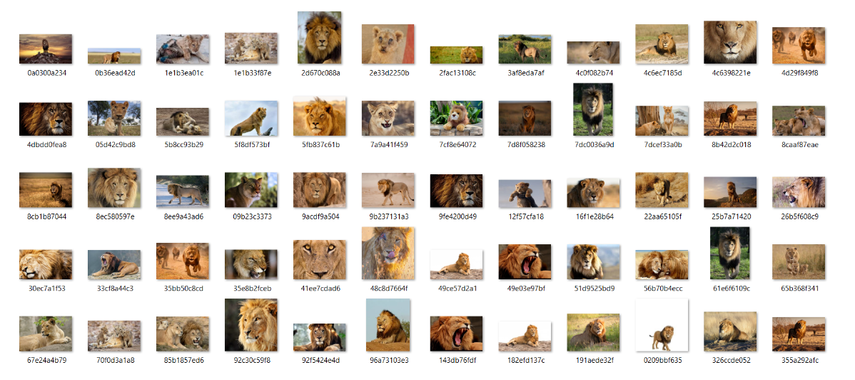 动物图像数据集(90种不同动物）