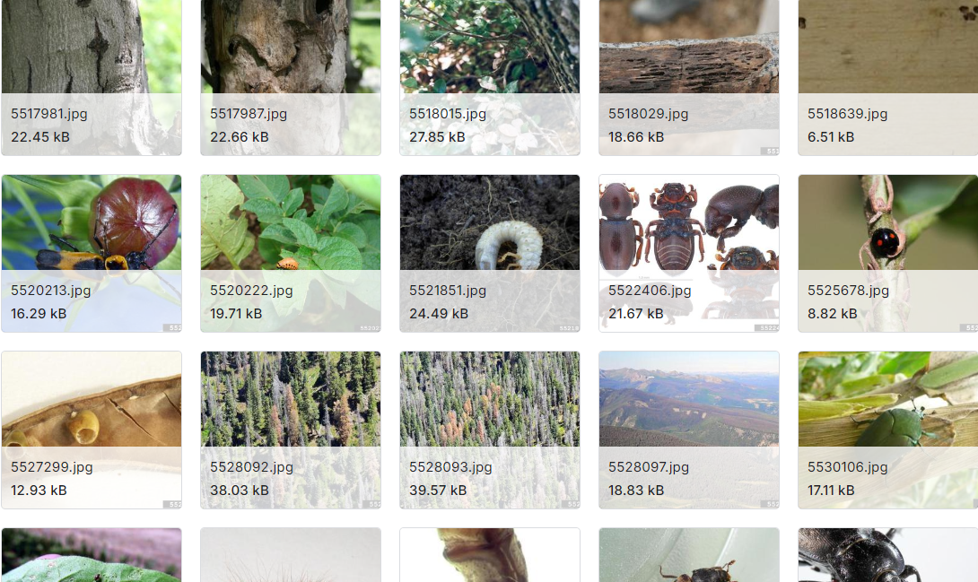 甲虫和象鼻虫图像分类数据集