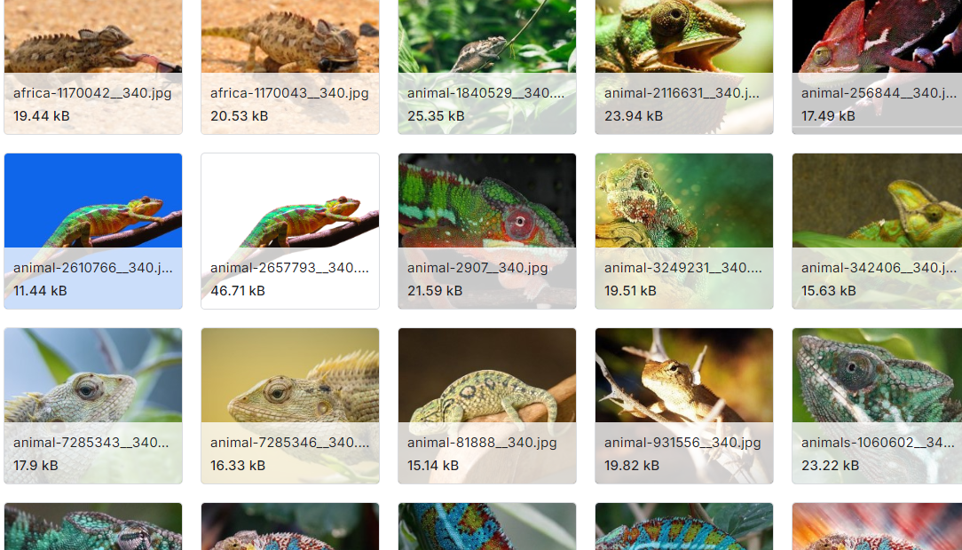爬行动物和两栖动物图像数据集