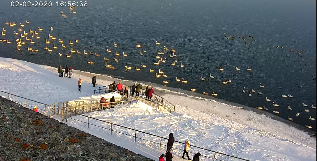 水库区水鸟图像数据集