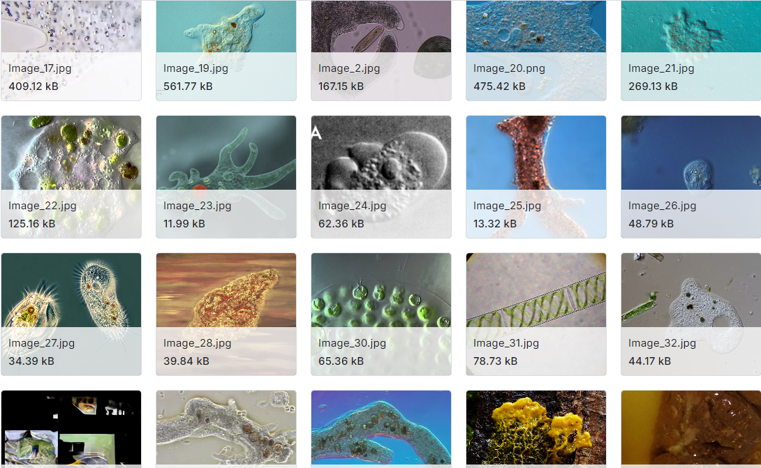 微型生物的图像数据集