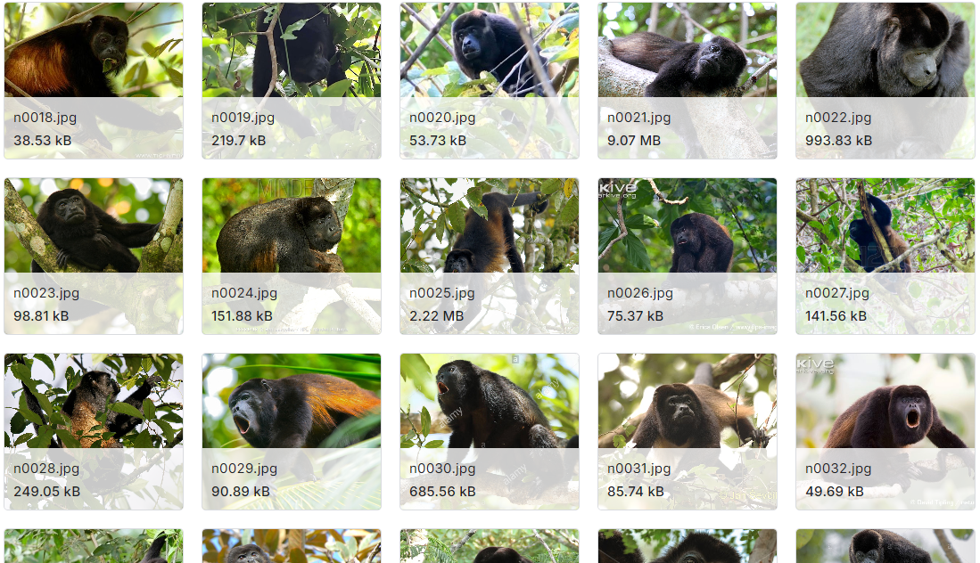 用于细粒度分类的10种猴子图像数据集