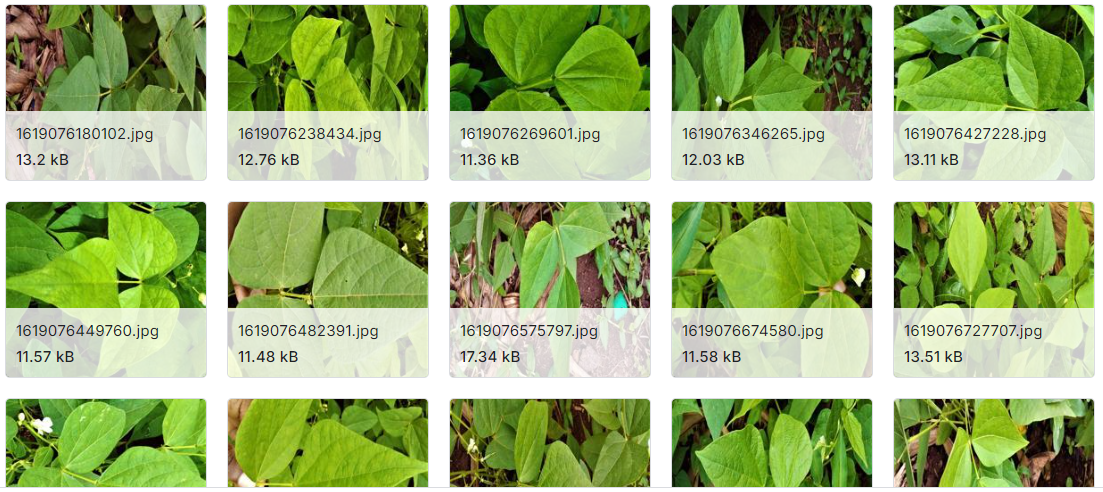 豆类植物病理图像数据集