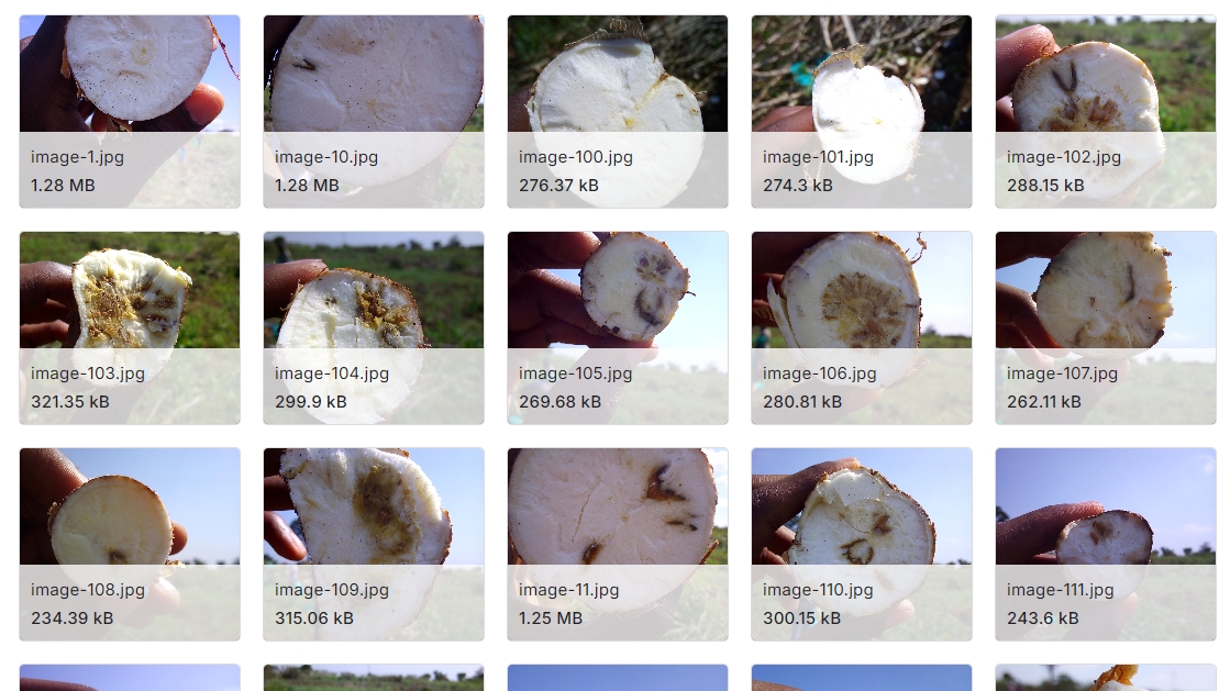 木薯根截面图像数据集