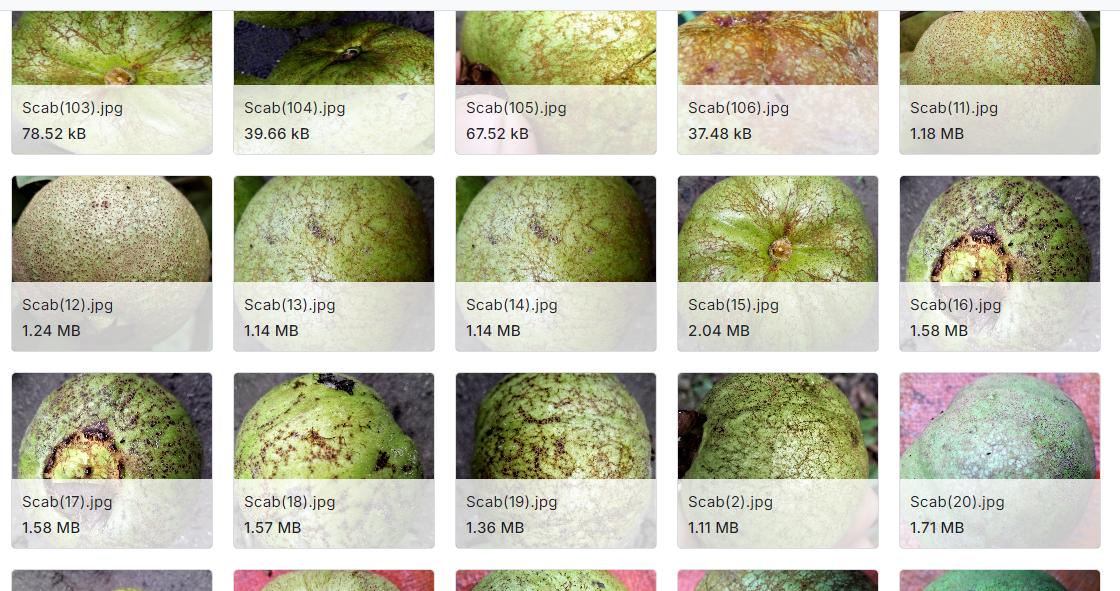 受病害影响和无病害的番石榴叶片和果实图像数据集