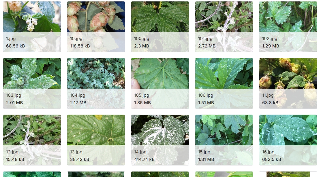 用于对啤酒花植物健康进行分类的图像数据集