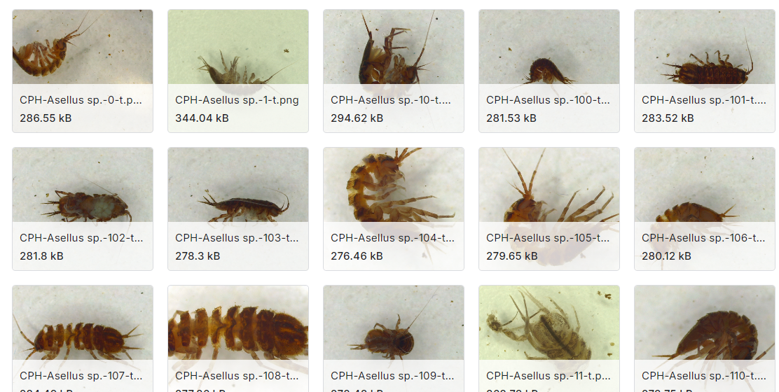 流域大型无脊椎动物的图像分类数据集