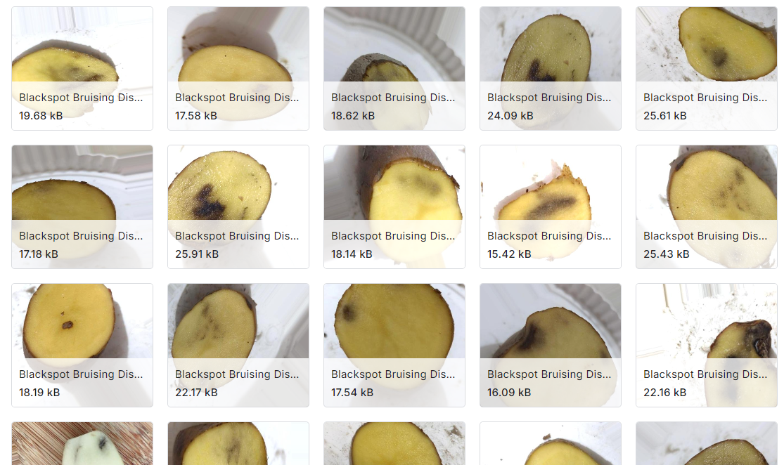 马铃薯病害识别数据集