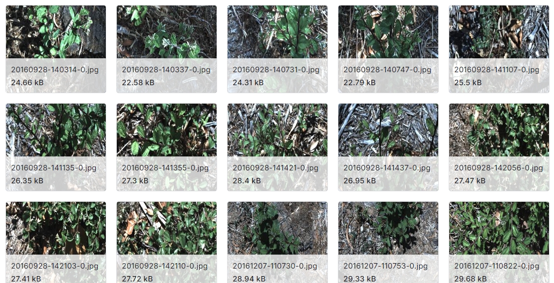 用于深度学习的杂草物种图像数据集